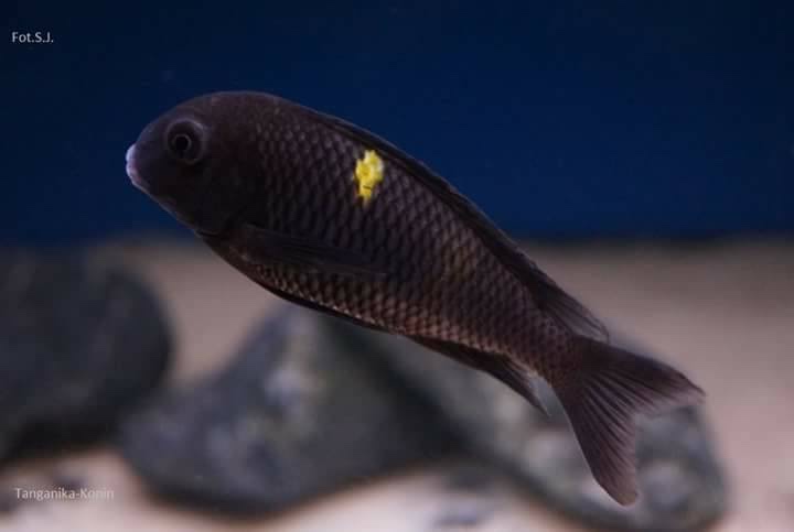 Tropheus sp. 'black' Lueba